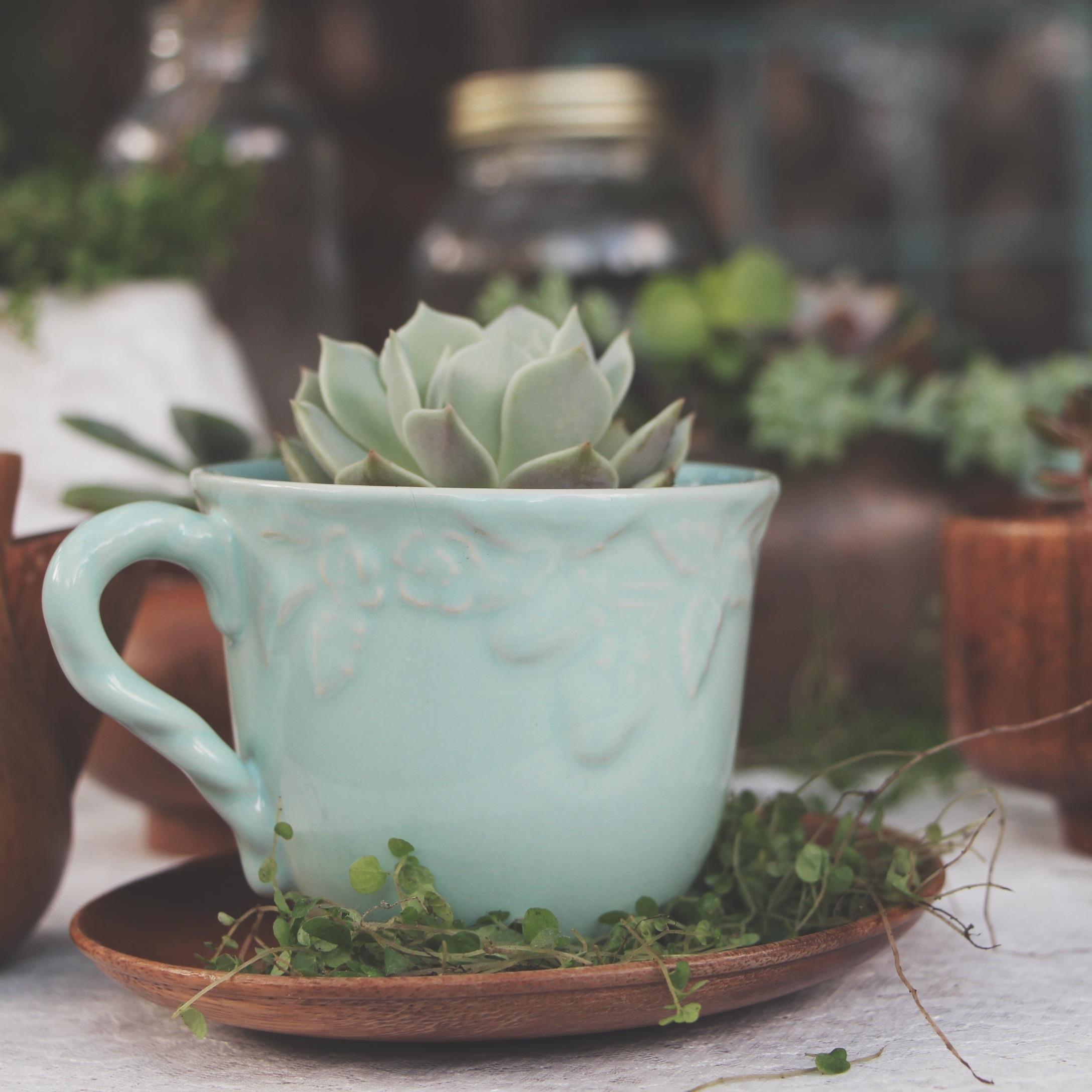 A Succulent Tea Party